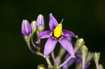 Climbing nightshade